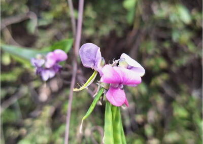 Kammanasie Camino Flora