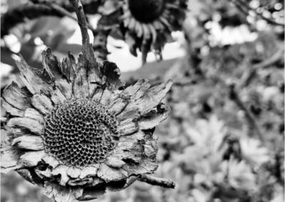 Kammanasie Camino Flora black and white