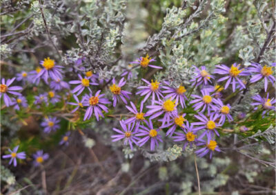 Kammanasie Camino Flora