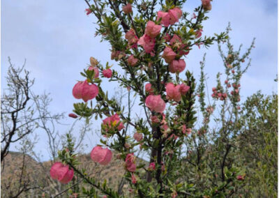 Kammanasie Camino Flora